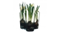 Alvar Aalto Wazon 120 mm iittala 12cm