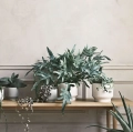 Ławka Berlin 126 Cm  Bolia różne warianty